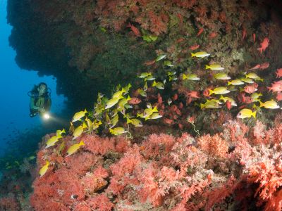 A scuba diver encounters fish swimming around a reef in the Maldives.