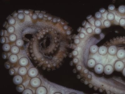 Scientists found inspiration in octopus suckers, which can hold onto surfaces underwater, to design a new drug-delivery method that sticks to the inner cheek.