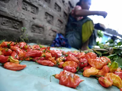 A vendor displays chili peppers at a local market in India.&nbsp;