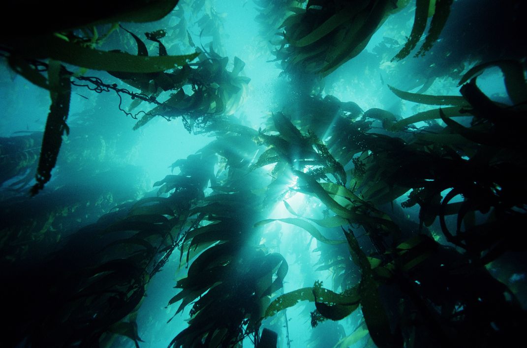 kelp fronds in the shallow ocean