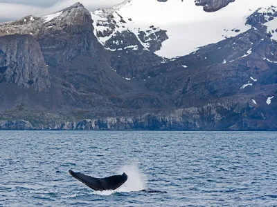 Ringed by dramatic mountains, Cumberland Bay, on the coast of South Georgia Island, is home to whales, seabirds, penguins and elephant seals. The island draws scores of sightseeing cruises each summer.