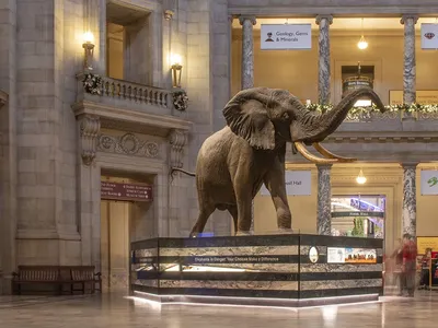 The National Museum of Natural History rotunda is lit up with green garlands hanging from the balconies, with the elephant standing the the middle of the image.