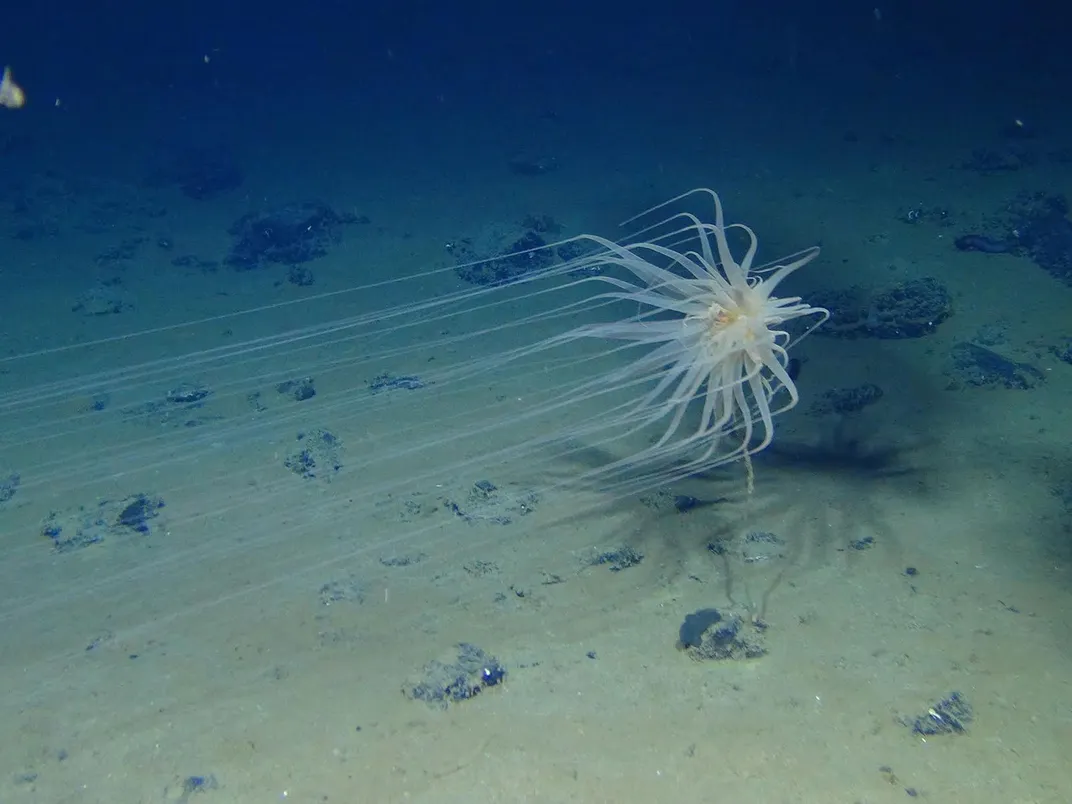 Brittle Star