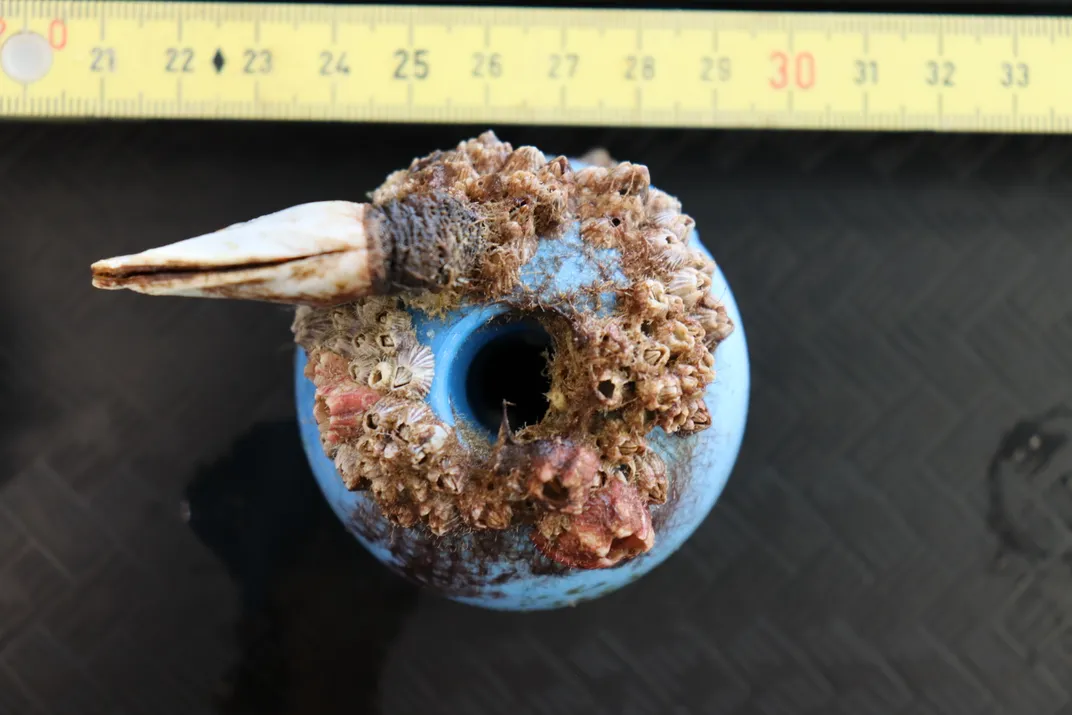 A blue, donut-shaped piece of plastic coated with pink barnacles and a white gooseneck barnacle. A yellow ruler rests above it for scale, showing the blue plastic is about 6 centimeters in diameter.