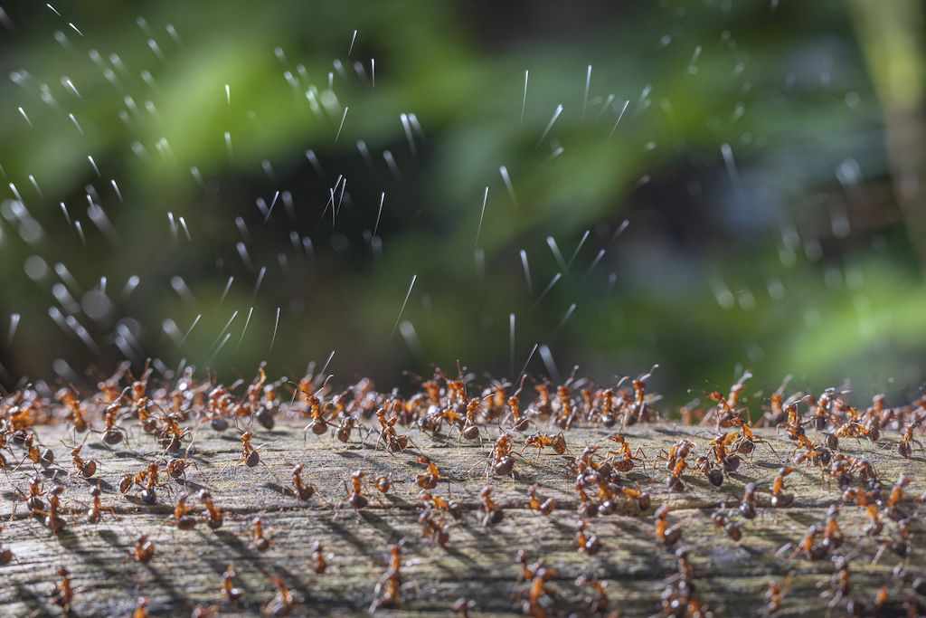 on a log, dozens of red-orange ants spray acid, which is seen in streak-like drops in the air above them
