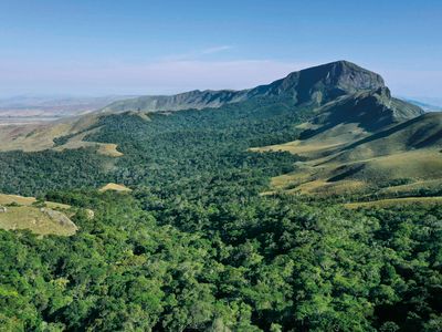 In the midst of fire- and drought-ravaged savanna in southeastern Madagascar, a curiously lush green forest is home to myriad unexpected life-forms, including a species of mouse lemur.