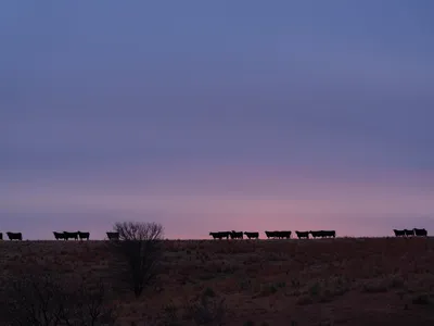 silhouettes of cows are seen at sunrise