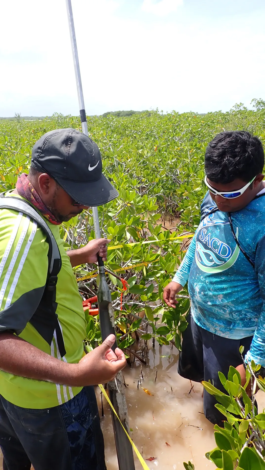 Two scientists in bright green and blue shirts stand in ankle-deep water, in a patch of small green mangrove plants. The one on the left holds a long metallic pole.