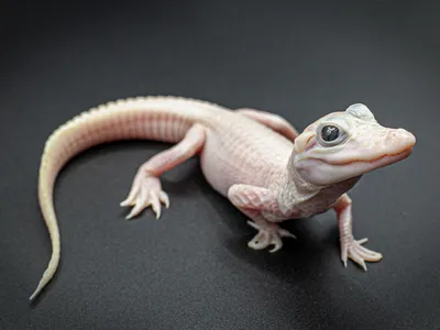 The leucistic baby gator is happy and healthy, veterinarians say.