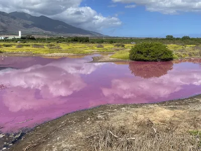 Keālia Pond National Wildlife Refuge