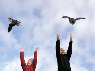 &Iacute;ris Dr&ouml;fn Gu&eth;mundsd&oacute;ttir (left) and her cousin Anton Ingi Eir&iacute;ksson release pufflings from the Hamarinn sea cliff on the Icelandic island of Heimaey.