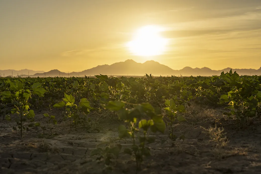 A cotton field belonging to Gila River Indian Community grower Brian Davis