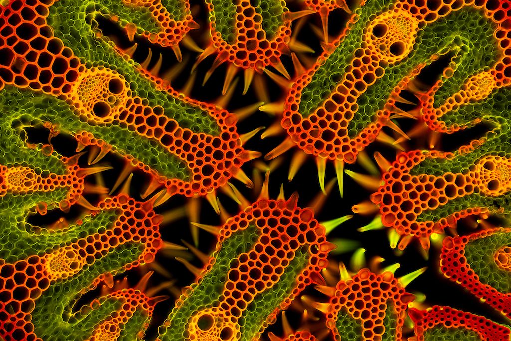 a micro image of beach grass dyed in green, yellow and orange; appears to be circular and ovular cells forming rounded shapes, with spikes pointing inward toward the center
