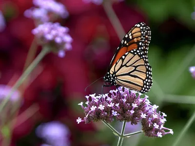 Monarch butterflies&#39; signature white spots could help them fly&mdash;and inspire better drones.