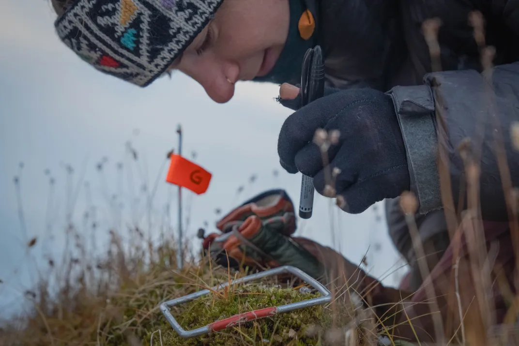 Oline Eikeland surveys plants where reindeer have grazed. The researchers want to understand why reindeer eat specific parts of plants at certain times of the year.