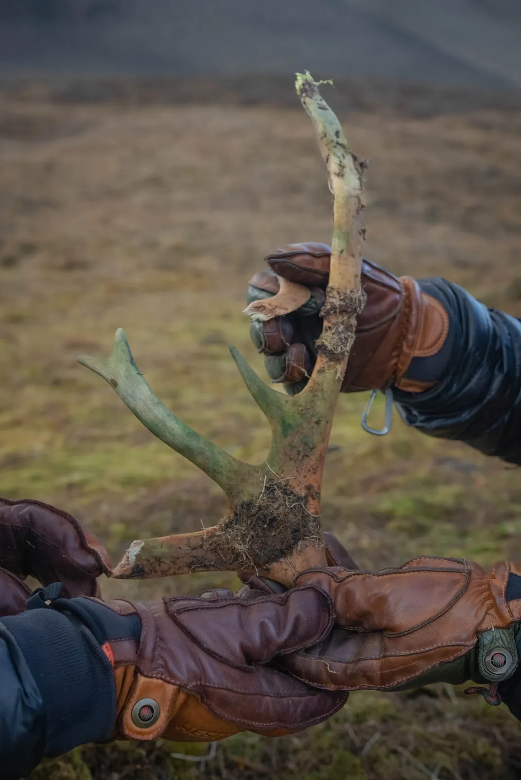 As permafrost melts and shifts, bones and antlers emerge. The green color and brittleness indicate that this is a particularly old antler, and it will be sent to a lab for analysis.