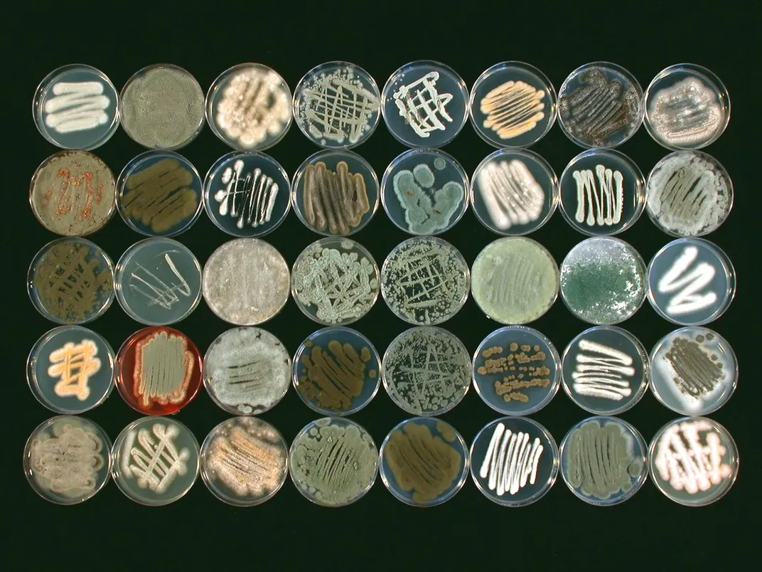 various fungi in 40 petri dishes