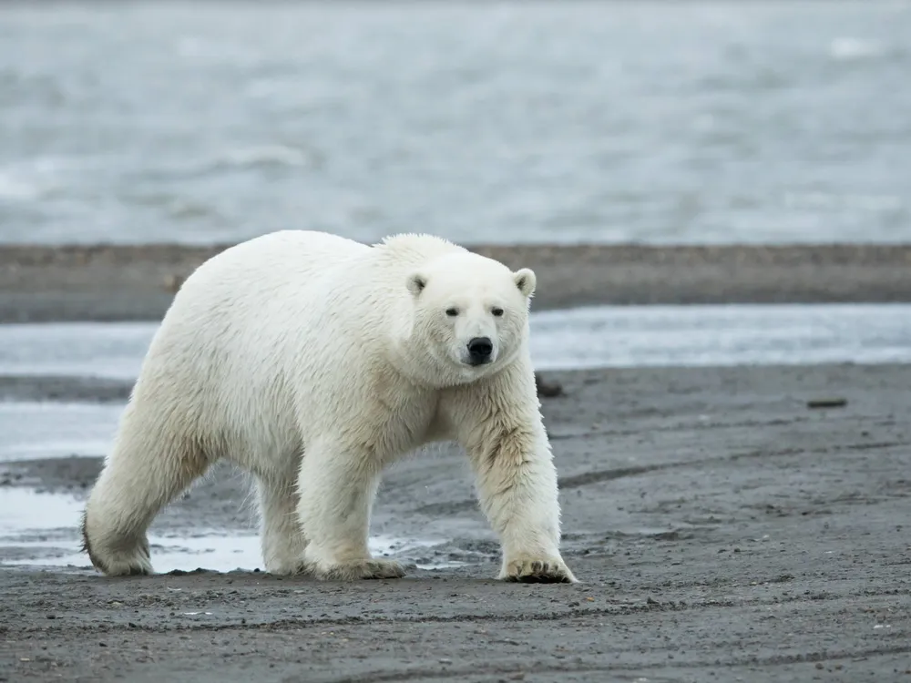 Polar bear walking across a beach with water behind