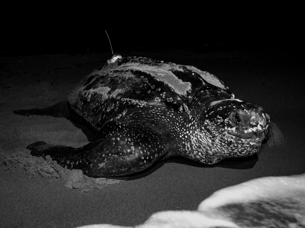 OPENER - A leatherback turtle returns to the sea after nesting. Females spend three to five months at a time nesting, laying eggs for periods of about nine days.