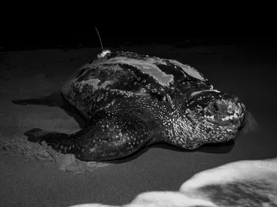A leatherback turtle returns to the sea after nesting. Females spend three to five months at a time nesting, laying eggs for periods of about nine days.