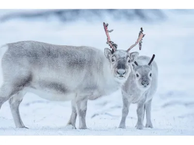 Svalbard reindeer graze during an early snowfall. If temperatures rise again, food may be trapped under ice during a critical time for packing on winter pounds.