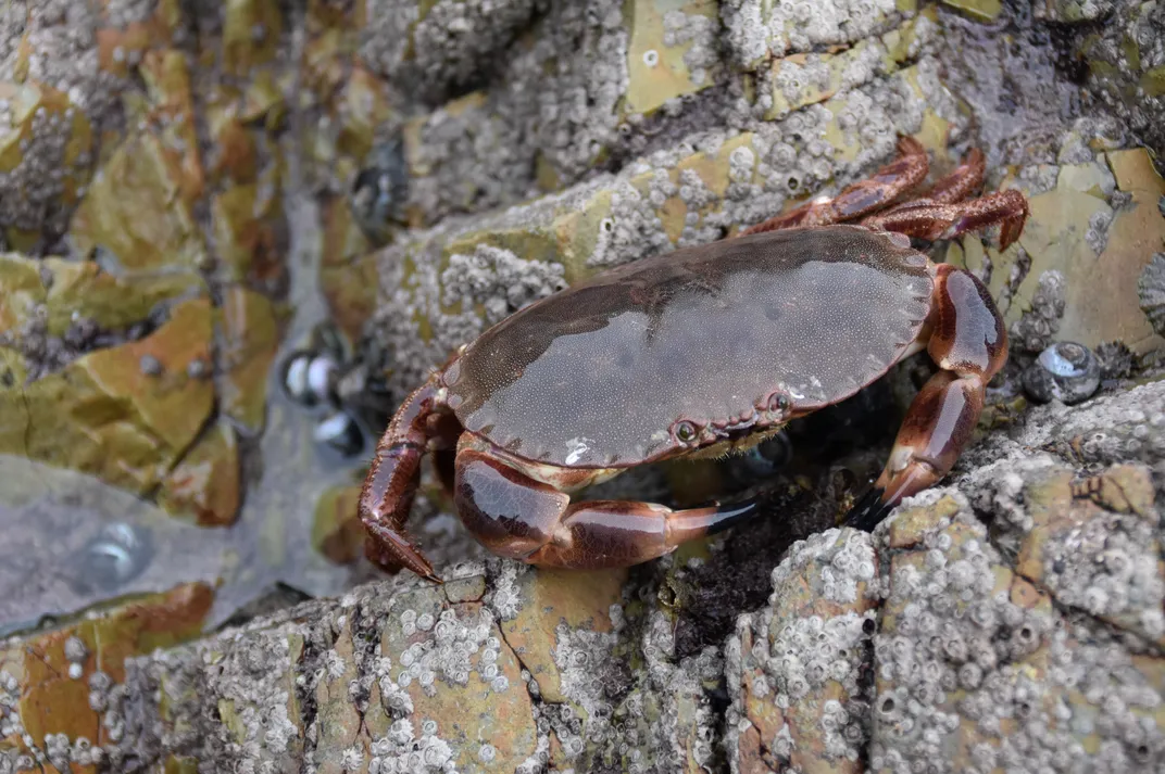 a brown crab on rocks