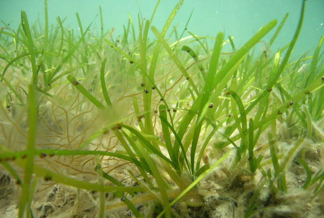 Underwater photo of a bright clump of eelgrass, coated in small black snails