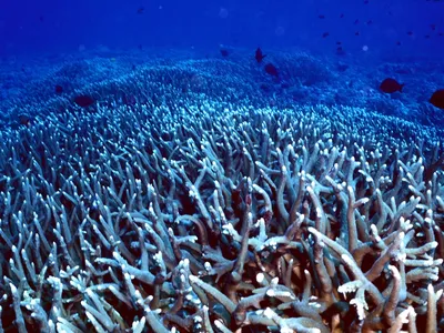 Corals as far as the eye can see, with dark blue fishes swimming above
