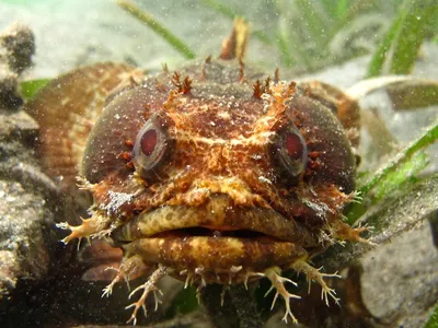 Male Bocon toadfish of Panama attract mates by singing in a series of “grunts” and “boops.” (Credit: Study authors)