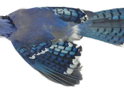 A blue bird with white and grey spots lies against a white background.