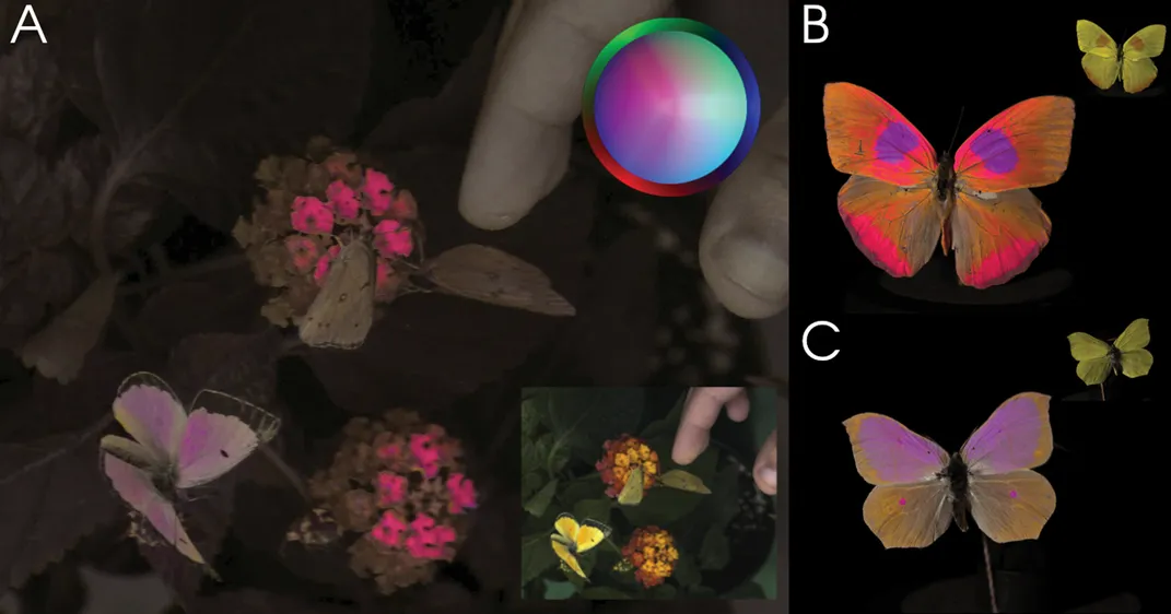 How birds see butterflies