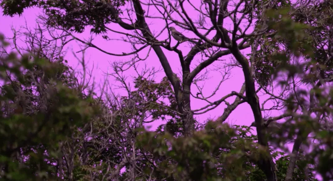 a bird on a tree branch in front of a pink sky